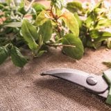 Comment bouturer un fuchsia en 4 étapes faciles ?