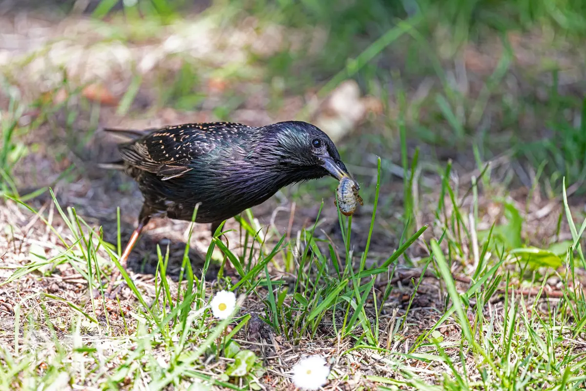 Canard coureur indien se nourrissant d'herbe et de petits invertébrés dans un jardin