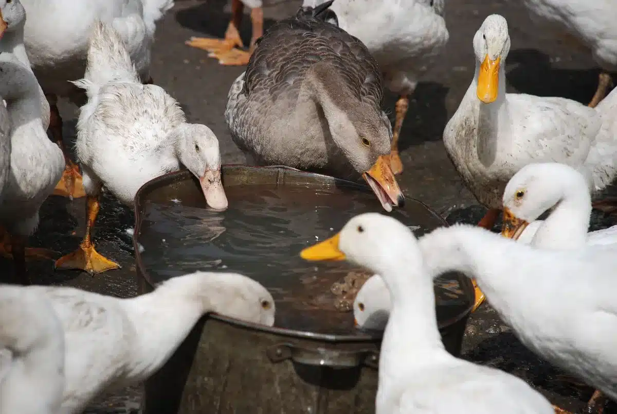 Bassin d'eau et enclos sécurisé pour canard dans un espace extérieur aménagé