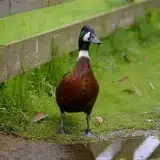 Adopter un canard coureur indien : avantages, soins et conseils
