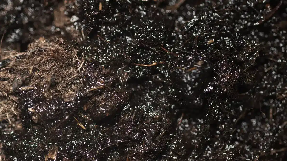 Gros plan sur un mélange de terreau avec granulats inertes et perlite pour améliorer le drainage