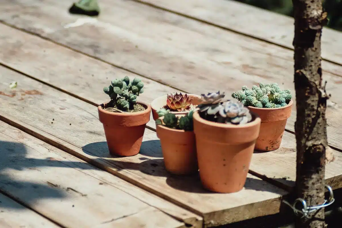 Potées de succulentes et sédums en fleur sur un balcon ensoleillé