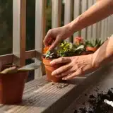 Cinq idées de potées sans arrosage pour balcon et jardin sec