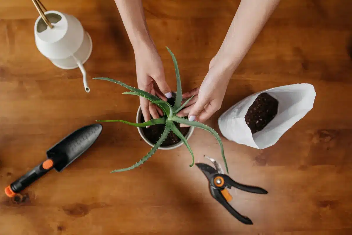 Matériel de bouturage : sécateur, pots et substrat de terreau sableux sur une table de jardin