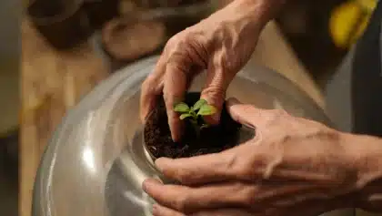 Comment bouturer un fuchsia en 4 étapes faciles ?