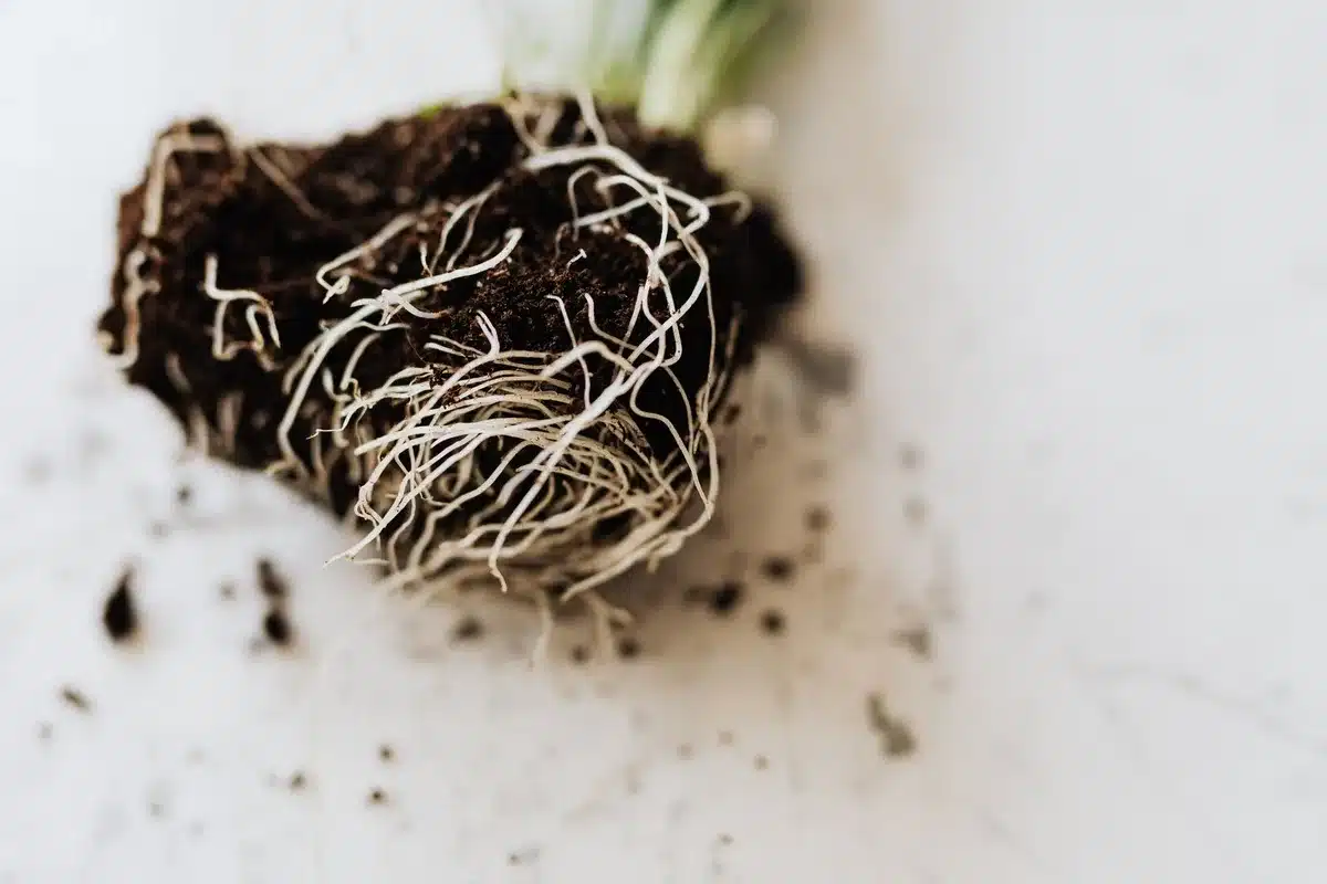 Mains préparant une motte de graminée ornementale avant la plantation en terre ameublie