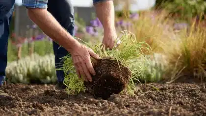 Comment créer un massif de graminées et vivaces en 10 conseils pratiques