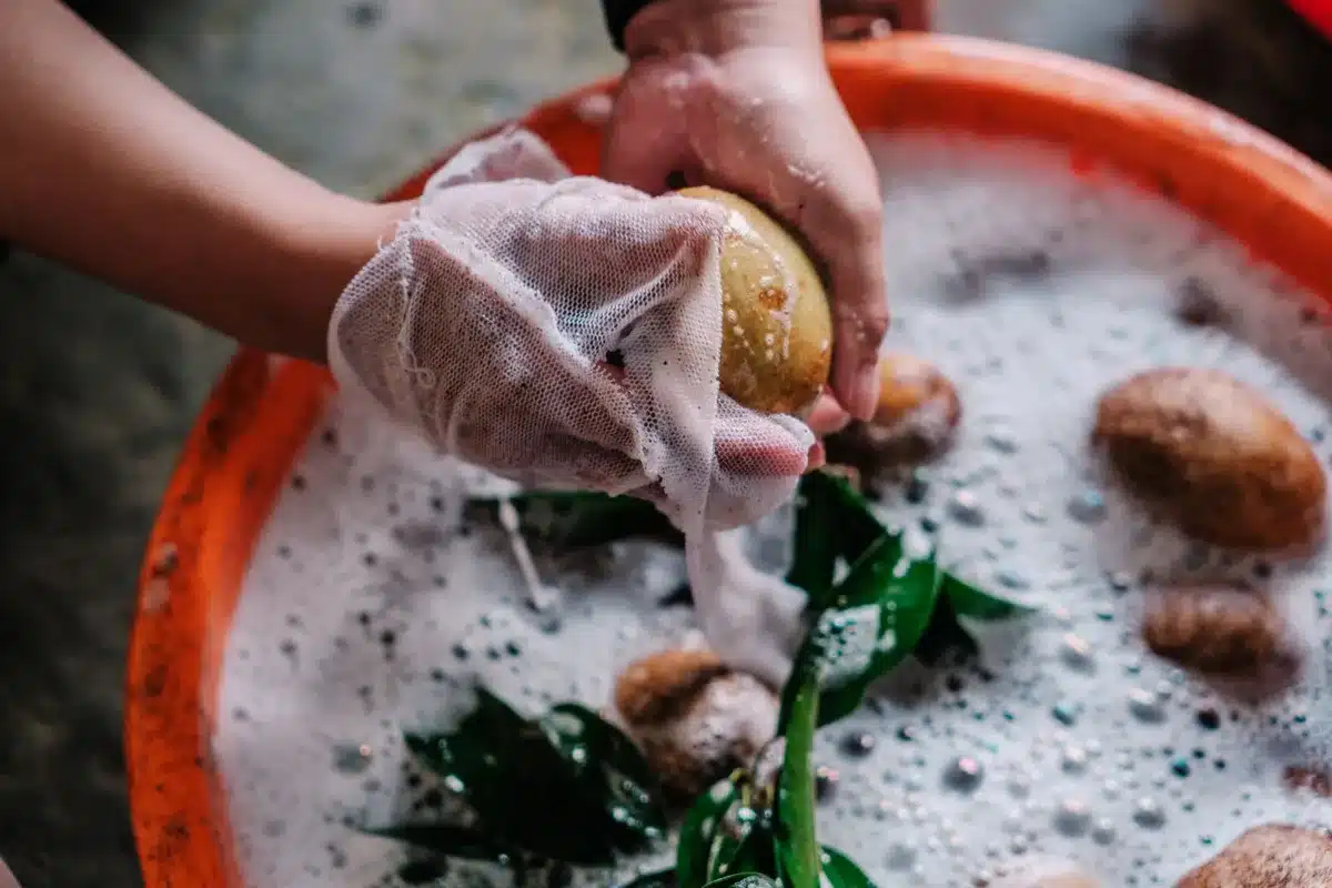 Nettoyage doux d'une feuille de plante avec un chiffon humide et de l'eau savonneuse