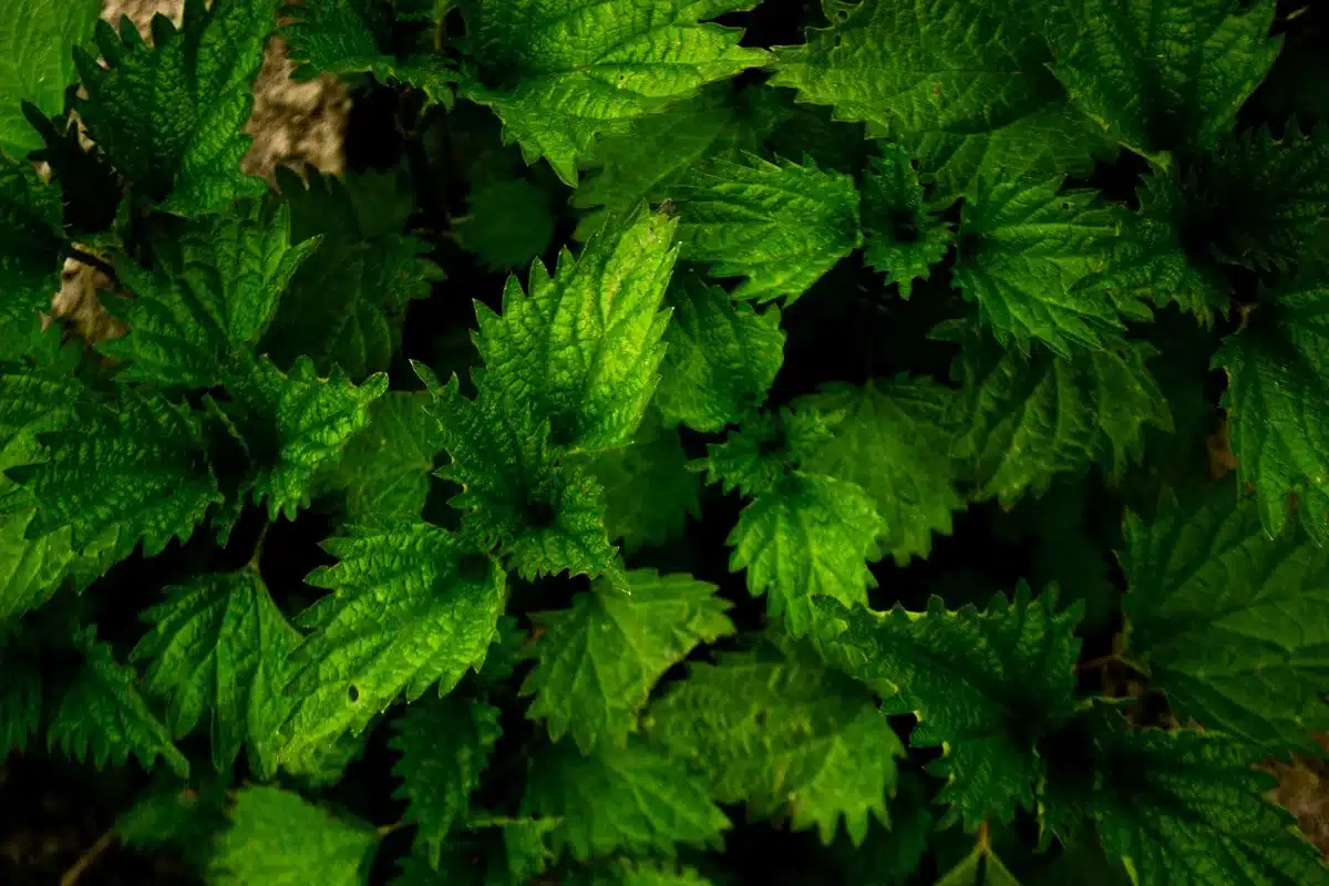 Feuilles d'ortie fraîche utilisées pour préparer un purin naturel contre les insectes