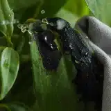 Comment éliminer la fumagine sur les plantes naturellement ?