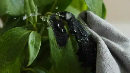 Comment éliminer la fumagine sur les plantes naturellement ?