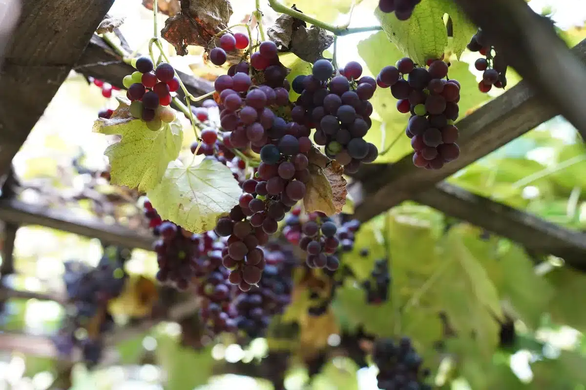 Treille de vigne bien ensoleillée dans un jardin avec raisins en développement