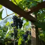 Comment installer et entretenir une treille de vigne dans son jardin ?