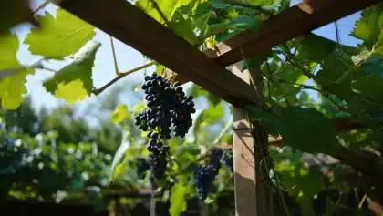 Comment installer et entretenir une treille de vigne dans son jardin ?