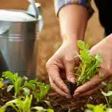 Comment protéger son jardin de la sécheresse en juillet ?