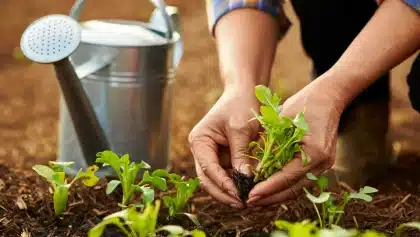 Comment protéger son jardin de la sécheresse en juillet ?