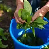 Dix usages de la consoude au jardin pour fertiliser et soigner les plantes