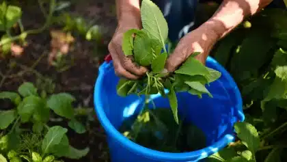Dix usages de la consoude au jardin pour fertiliser et soigner les plantes