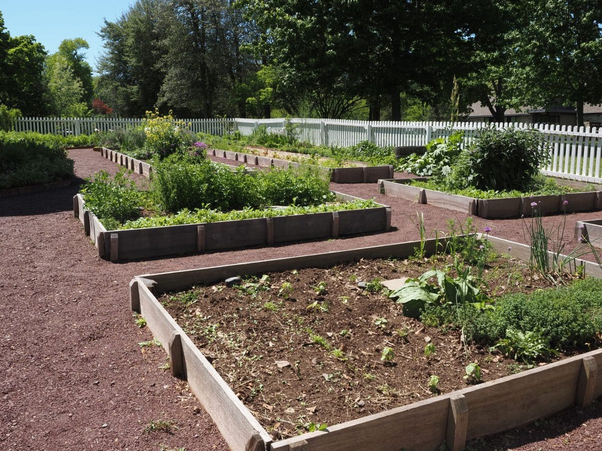 Jardin potager surélevé avec légumes verts en croissance
