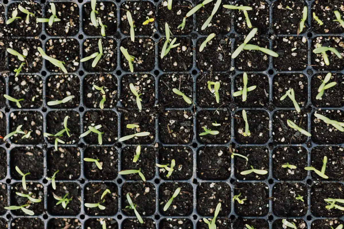 Graine de gazon en contact avec la terre humide pour une bonne germination