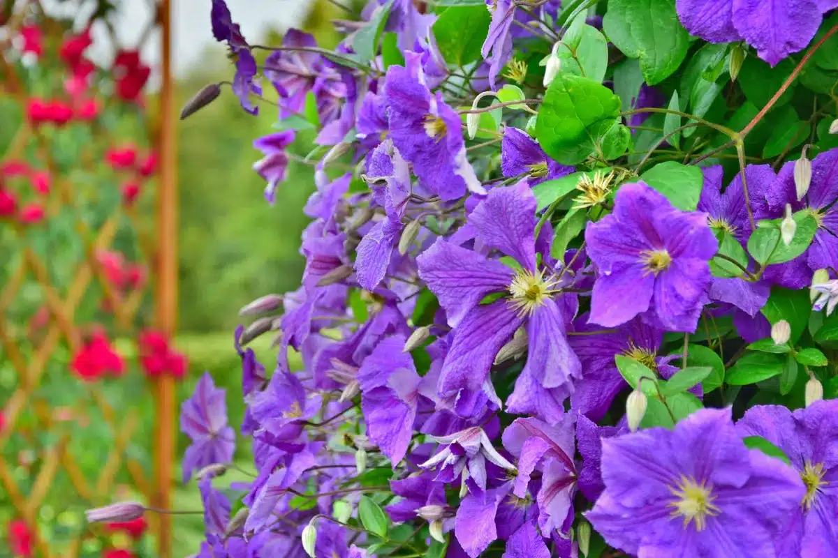 Différentes plantes grimpantes sur une arche de jardin : clématite, glycine et rosier liane.
