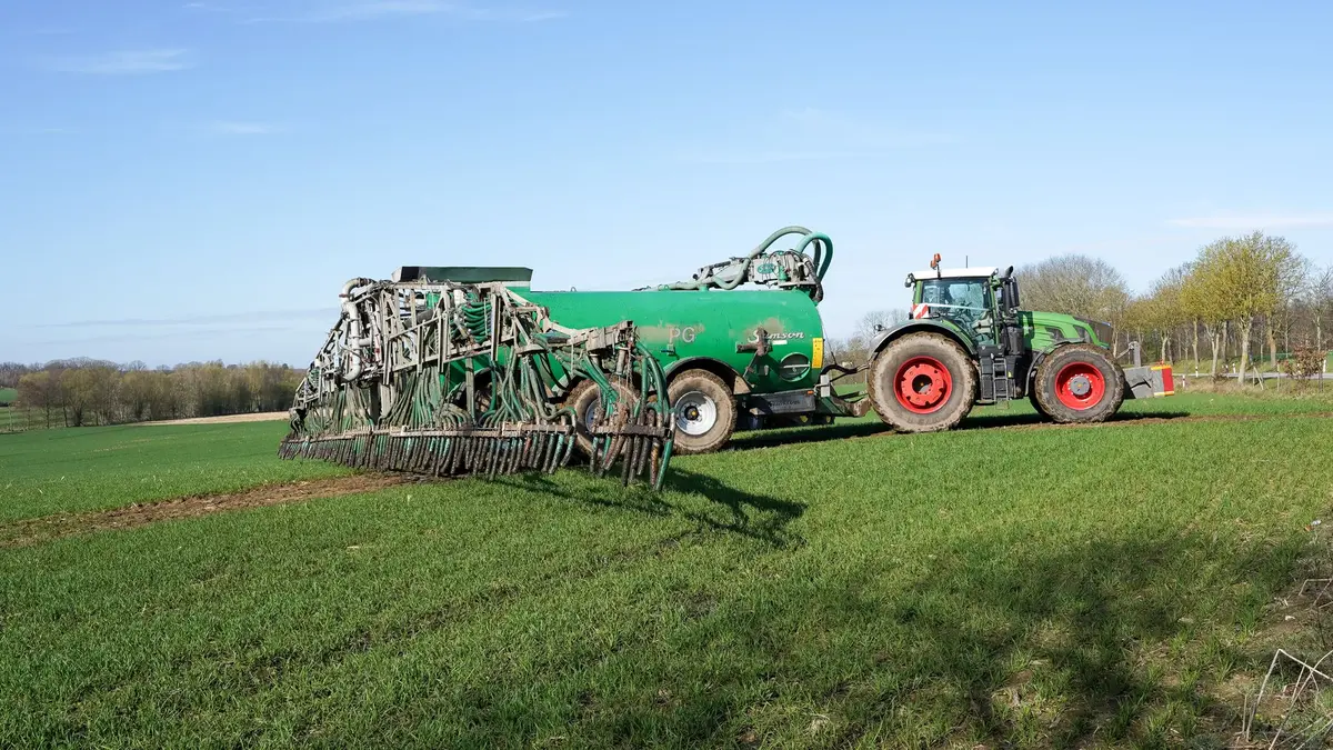 Parcelle cultivée avec un engrais vert en fleur, pour étouffer les mauvaises herbes