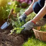 Six techniques efficaces pour éliminer les mauvaises herbes du jardin