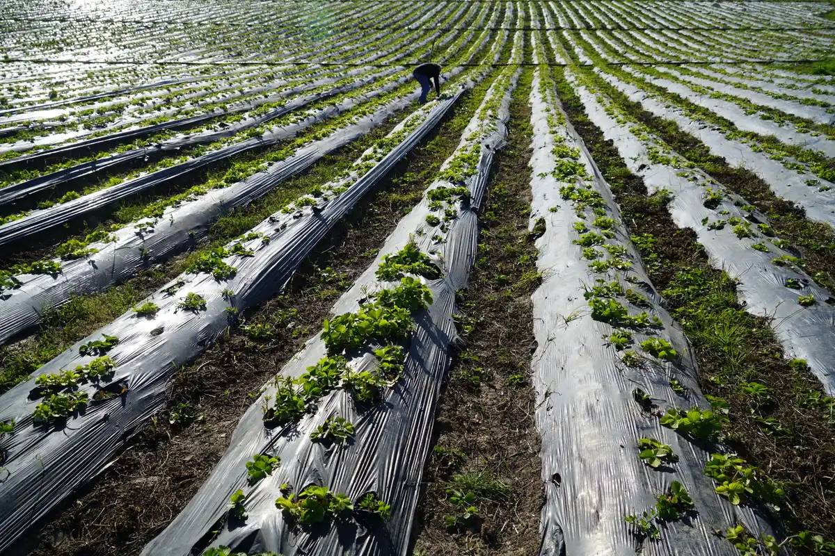 Installation d'une toile de paillage avec fixation aux bords et chevauchement des lés