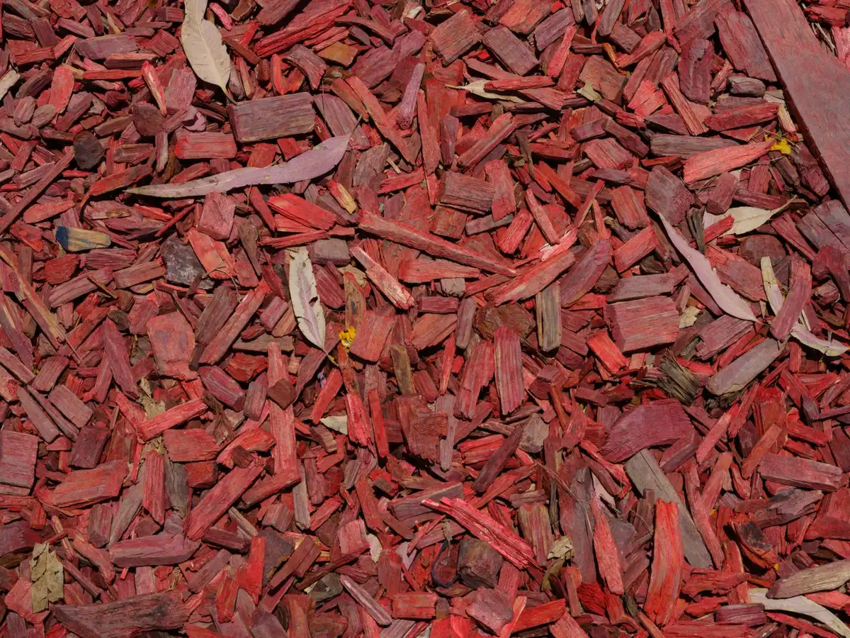 Mains gantées posant une toile de paillage sur un sol de jardin préparé, fixée avec des agrafes métalliques