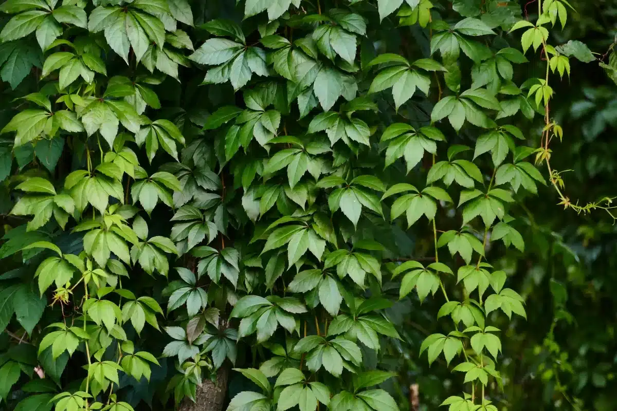Plantes grimpantes vigoureuses recourant un support de jardin