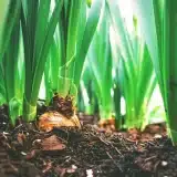 Cinq astuces pour cacher son bac à compost et l’intégrer au jardin