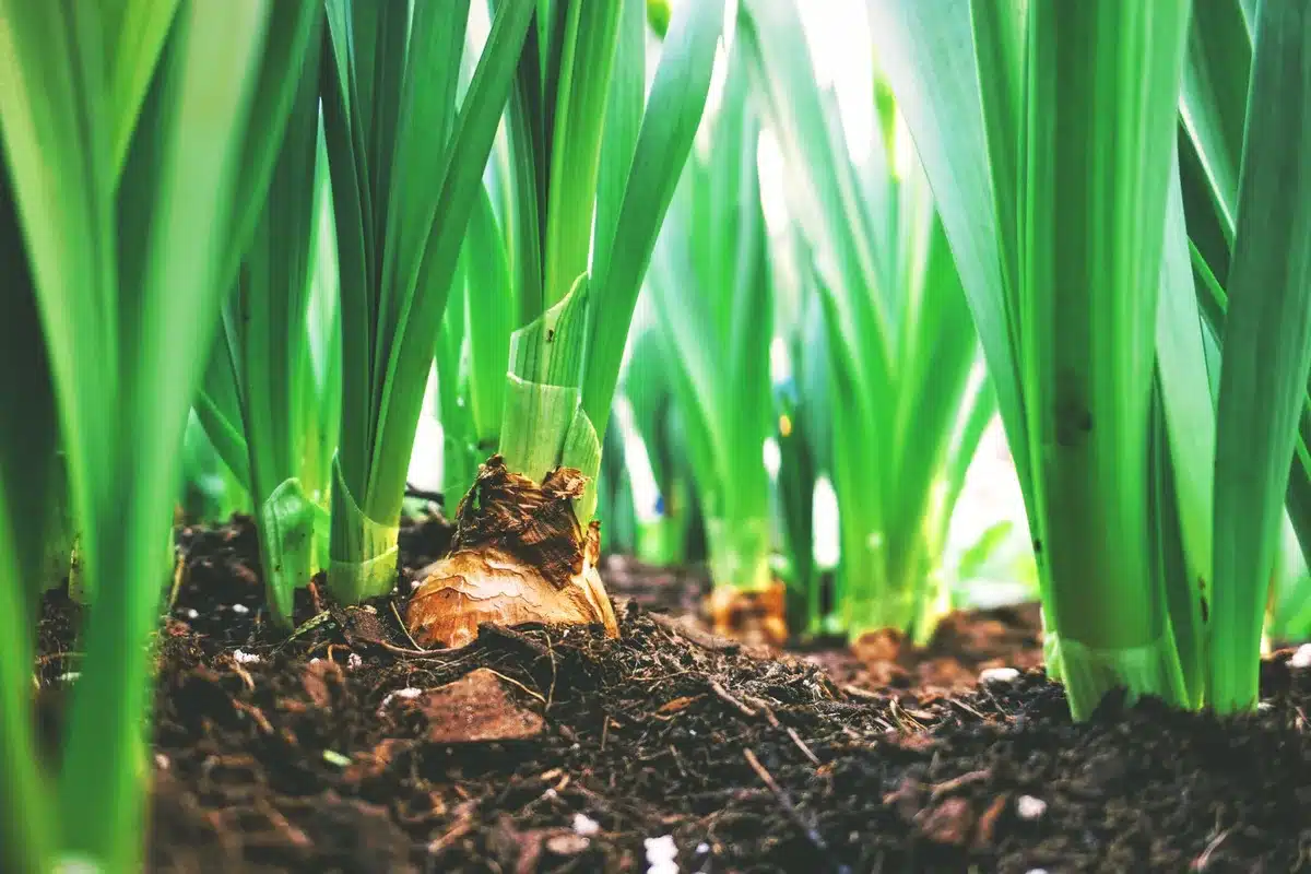 Bac à compost dissimulé par des plantes grimpantes et panneaux de bois dans un jardin