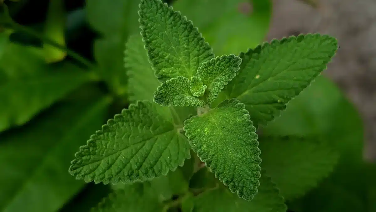 Chat jouant avec une plante de népéta aromatique dans un pot