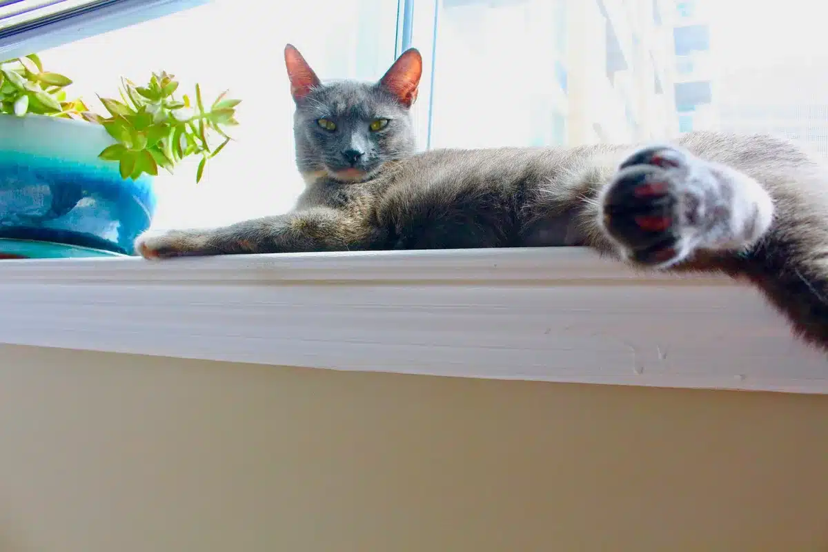 Petits pots de plantes sur un rebord de fenêtre, accessibles et protégés