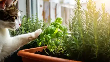 Cinq plantes pour chats que votre félin va adorer