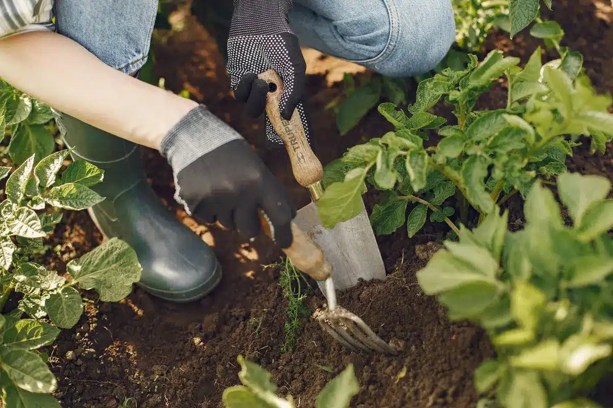 Fourche de jardin séparant délicatement les rhizomes d'une touffe d'achillée du sol