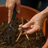Comment diviser et replanter l’achillée millefeuille étape par étape