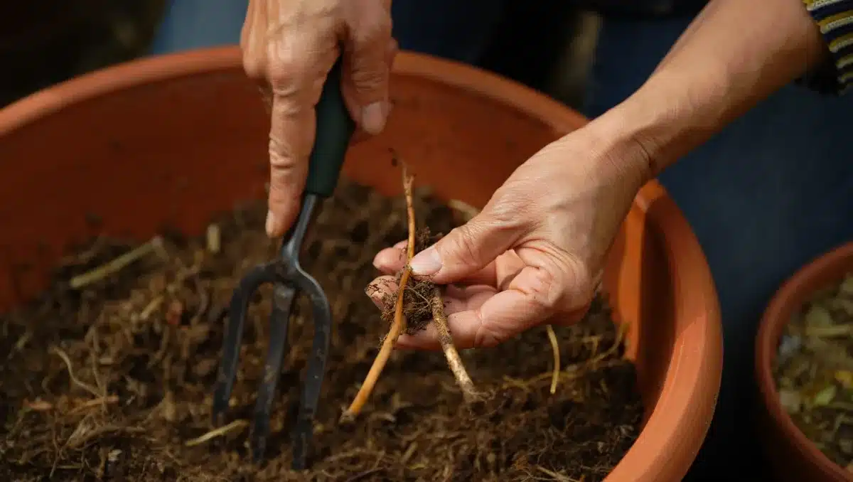 Comment diviser et replanter l'achillée millefeuille étape par étape