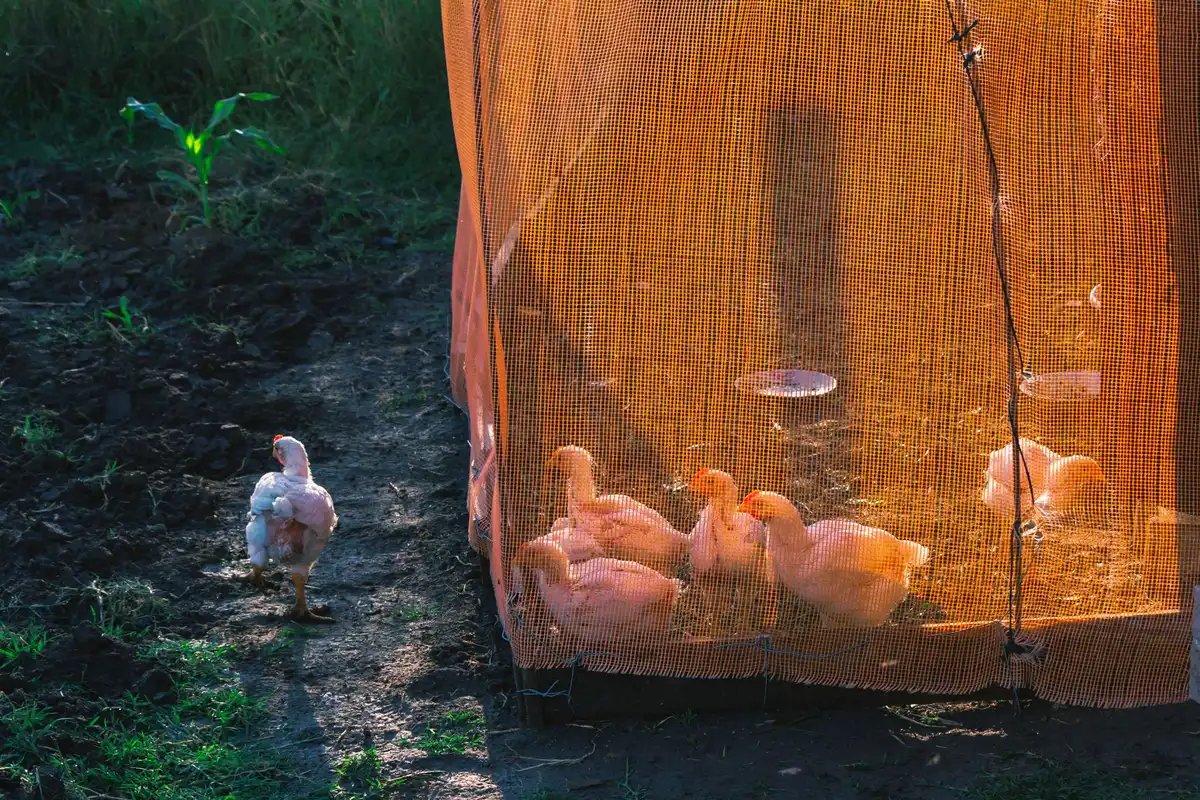 Poules dans un enclos extérieur spacieux avec herbe et abri ombragé