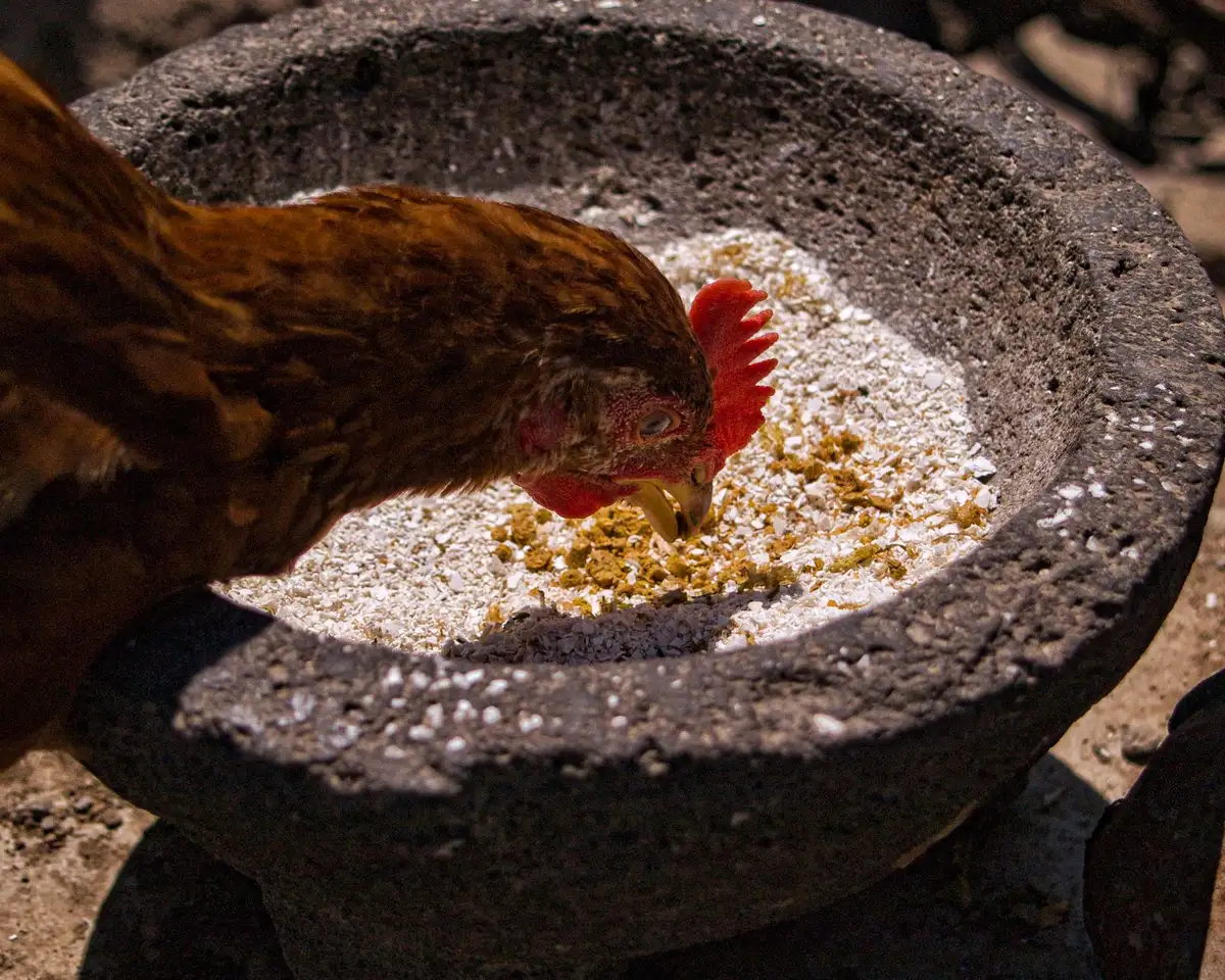 Poules se nourrissant de grains et d'aliments dans un poulailler