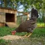 Comment élever la poule Wyandotte : guide complet sur soins et ponte