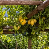 Comment éliminer les cochenilles du citronnier efficacement ?