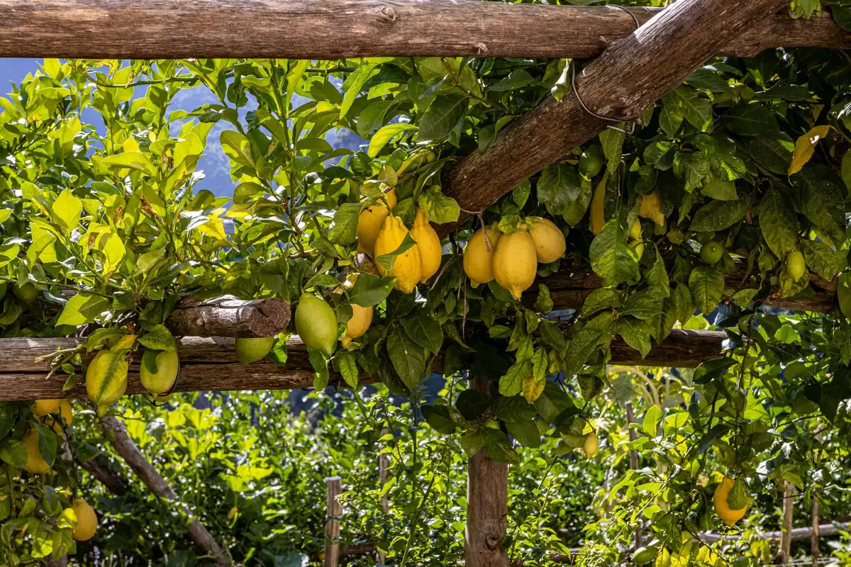 Feuille de citronnier avec amas cotonneux blanc de cochenilles farineuses et résidu collant
