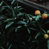 Comment éliminer les cochenilles sur vos plantes efficacement ?
