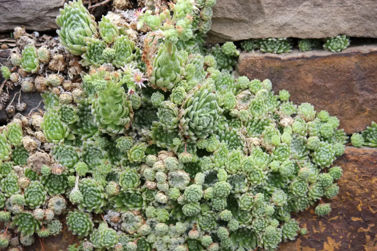 Variété de plantes succulentes et couvre-sols rustiques adaptées aux murs végétaux