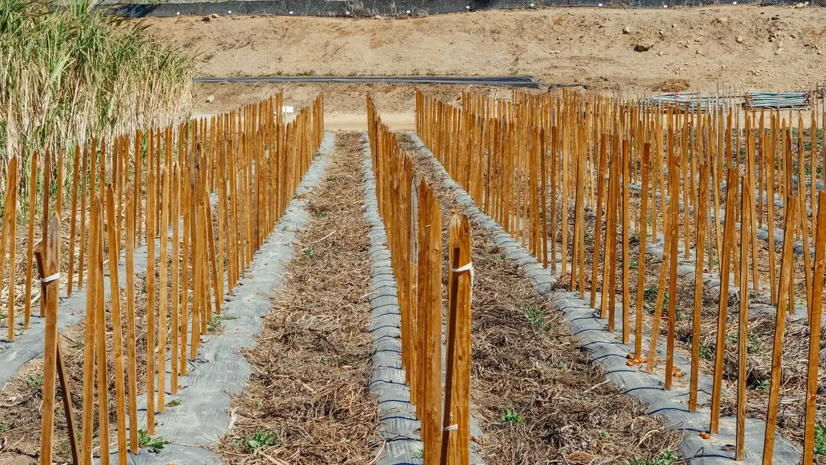 Piquets en bois et métal pour soutenir les framboisiers