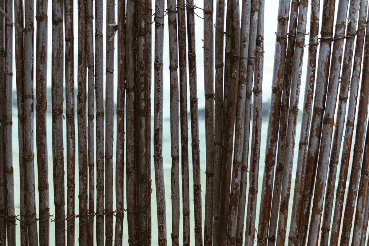 Framboisiers palissés contre un mur avec fils horizontaux