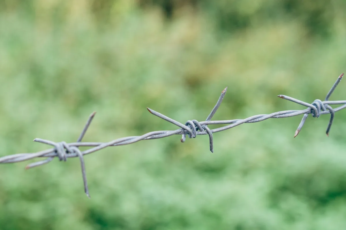 Framboisiers palissés sur supports avec fils horizontaux dans un potager