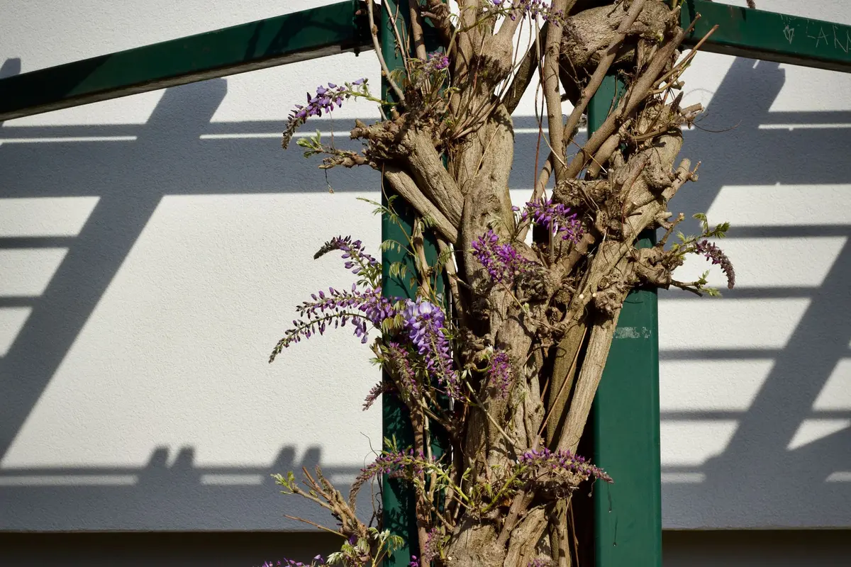 Structure de palissage avec poteaux en bois et fils horizontaux dans un jardin