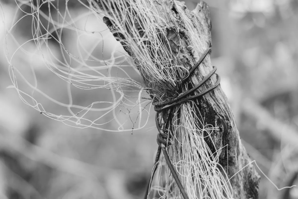 Détail de fixation souple d'une branche d'arbre avec du raphia ou attache horticole